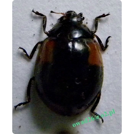 Adalia bipunctata (Linnaeus, 1758) Biedronka dwukropka